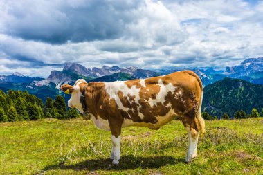 İtalya, Alpe di Siusi, Seiser Alm ve Sassolungo Langkofel Dolomite, yemyeşil bir tarlanın tepesinde duran kahverengi ve beyaz bir inek.