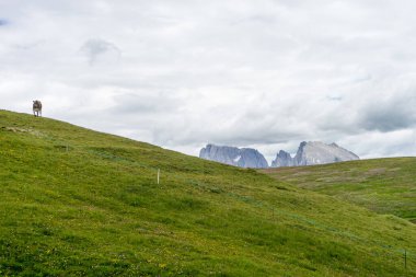 Alpe di Siusi, Seiser Sadm ve Sassolungo Langkofel Dolomite, yemyeşil bir tarlanın tepesinde duran bir koyun sürüsü.