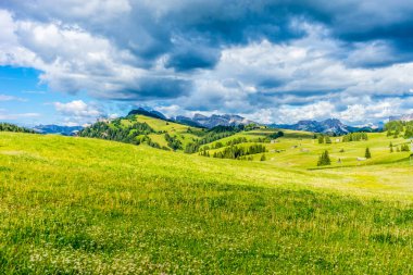 İtalya, Alpe di Siusi, Seiser Alm Sassolungo Langkofel Dolomite ile birlikte, yemyeşil bir tarlaya yakın çekim.