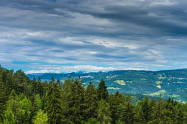 İtalya, Alpe di Siusi, Seiser Alm Sassolungo Langkofel Dolomite ile birlikte arka planda dağ olan bir ağaç.