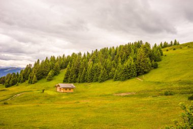 İtalya, Alpe di Siusi, Seiser Alm Sassolungo Langkofel Dolomite ile birlikte, yemyeşil bir tarlaya yakın çekim.