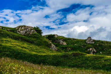 İtalya, Alpe di Siusi, Seiser Alm Sassolungo Langkofel Dolomite ile birlikte, yemyeşil bir tarlaya yakın çekim.
