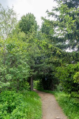 Alpe di Siusi, Seiser Alm Sassolungo Langkofel Dolomite ile birlikte, yemyeşil bir tarlada yayan bir yürüyüş yolu.
