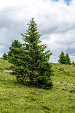 İtalya, Alpe di Siusi, Seiser Alm Sassolungo Langkofel Dolomite ile, çimenli bir tarlada bir ağaç