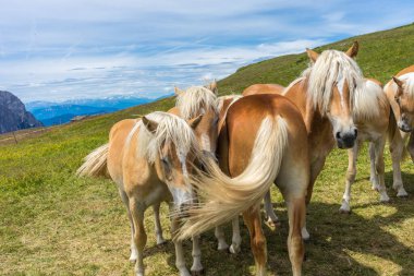 İtalya, Alpe di Siusi, Seiser Alm Sassolungo Langkofel Dolomite ile, çimlerin üzerinde duran bir çift kahverengi at