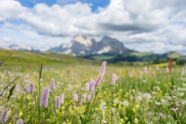 İtalya, Alpe di Siusi, Seiser Alm Sassolungo Langkofel Dolomite ile birlikte, bir çiçek tarlasına yakın çekim.