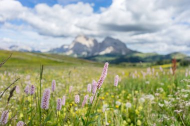 Italy, Alpe di Siusi, Seiser Alm with Sassolungo Langkofel Dolomite, a close up of a flower field clipart