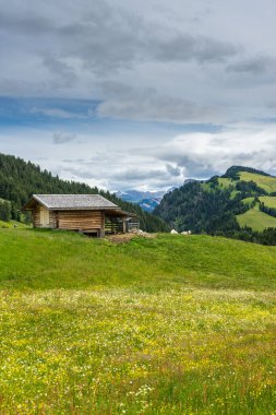 İtalya, Alpe di Siusi, Seiser Alm ve Sassolungo Langkofel Dolomite. Arka planda ağaçlar olan büyük yeşil bir alan.
