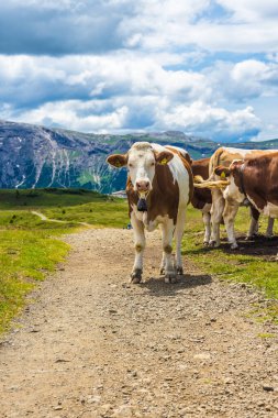 İtalya, Alpe di Siusi, Seiser Alm ve Sassolungo Langkofel Dolomite, toprak bir tarlanın tepesinde duran sığır sürüsü.
