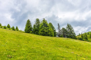 İtalya, Alpe di Siusi, Seiser Alm Sassolungo Langkofel Dolomite ile birlikte, yemyeşil bir tarlaya yakın çekim.