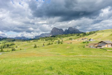 İtalya, Alpe di Siusi, Seiser Alm Sassolungo Langkofel Dolomite ile birlikte, yemyeşil bir tarlaya yakın çekim.