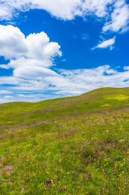 İtalya, Alpe di Siusi, Seiser Alm Sassolungo Langkofel Dolomite ile birlikte, yemyeşil bir tarlaya yakın çekim.