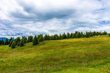 İtalya, Alpe di Siusi, Seiser Alm Sassolungo Langkofel Dolomite ile birlikte, yemyeşil bir tarlaya yakın çekim.