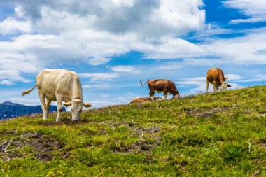 İtalya, Alpe di Siusi, Seiser Alm ve Sassolungo Langkofel Dolomite, yemyeşil bir tarlanın tepesinde duran sığır sürüsü.