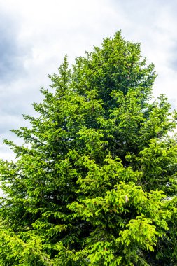 İtalya, Alpe di Siusi, Seiser Alm ve Sassolungo Langkofel Dolomite, ormandaki büyük bir ağaç.