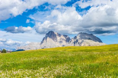 İtalya, Alpe di Siusi, Seiser Alm Sassolungo Langkofel Dolomite ile birlikte, arkasında dağ olan büyük yeşil bir tarla.
