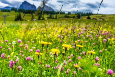 İtalya, Alpe di Siusi, Seiser Alm Sassolungo Langkofel Dolomite ile, otların üzerinde duran bir vazo dolusu çiçek.