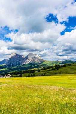 İtalya, Alpe di Siusi, Seiser Alm Sassolungo Langkofel Dolomite ile birlikte, arkasında dağ olan büyük yeşil bir tarla.