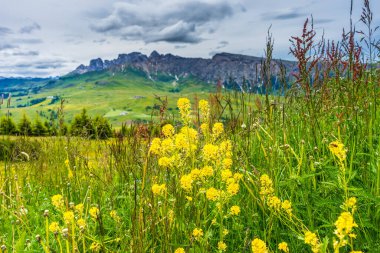 İtalya, Alpe di Siusi, Seiser Alm Sassolungo Langkofel Dolomite ile, tarlada sarı bir çiçek
