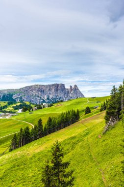 İtalya, Alpe di Siusi, Seiser Alm Sassolungo Langkofel Dolomite ile, yemyeşil bir tarlada yürüyen bir koyun sürüsü.