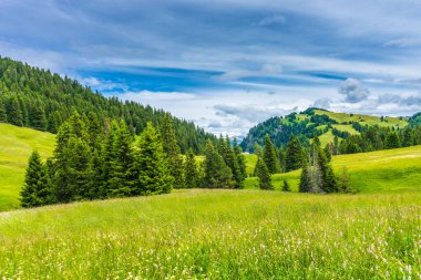 İtalya, Alpe di Siusi, Seiser Alm Sassolungo Langkofel Dolomite ile birlikte, yemyeşil bir tarlaya yakın çekim.