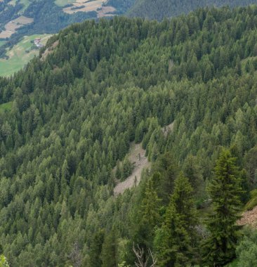 İtalya, Alpe di Siusi, Seiser Alm Sassolungo Langkofel Dolomite ile birlikte arka planda dağ olan bir ağaç.