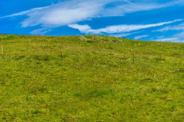 İtalya, Alpe di Siusi, Seiser Alm ve Sassolungo Langkofel Dolomite, yeşil alana yakın çekim.