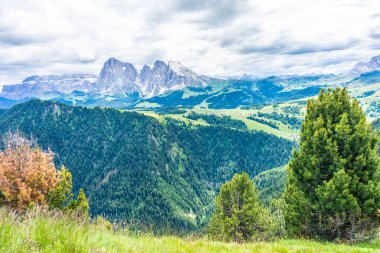 İtalya, Alpe di Siusi, Seiser Alm Sassolungo Langkofel Dolomite ile birlikte arka planda dağ olan bir ağaç.