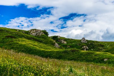 İtalya, Alpe di Siusi, Seiser Alm Sassolungo Langkofel Dolomite ile birlikte, yemyeşil bir tarlaya yakın çekim.