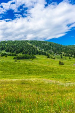 İtalya, Alpe di Siusi, Seiser Alm Sassolungo Langkofel Dolomite ile birlikte, yemyeşil bir tarlaya yakın çekim.