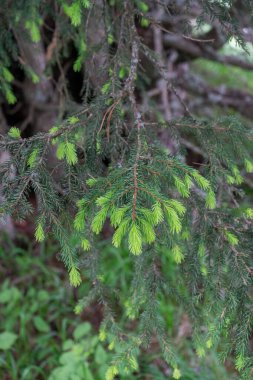 Alpe di Siusi, Seiser Sadm ve Sassolungo Langkofel Dolomite, bir ağacın yaprakları.