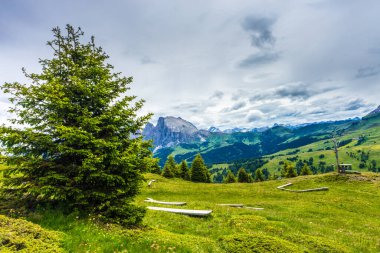 İtalya, Alpe di Siusi, Seiser Alm Sassolungo Langkofel Dolomite ile birlikte, arkasında dağ olan büyük yeşil bir tarla.