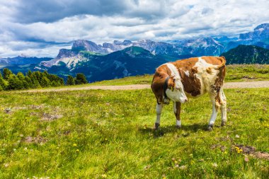 İtalya, Alpe di Siusi, Seiser Alm ve Sassolungo Langkofel Dolomite, yemyeşil bir tarlanın tepesinde duran kahverengi ve beyaz bir inek.
