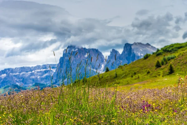 Italia Alpe Siusi Seiser Alm Con Sassolungo Langkofel Dolomite Árbol —  Fotos de Stock