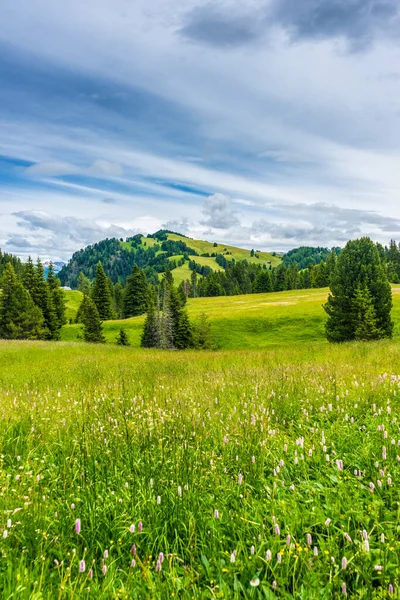 İtalya, Alpe di Siusi, Seiser Alm Sassolungo Langkofel Dolomite ile birlikte, yemyeşil bir tarlaya yakın çekim.