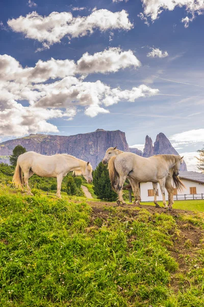 Alpe Siusi Seiser Alm Sassolungo Langkofel Dolomite Ένα Λευκό Άλογο — Φωτογραφία Αρχείου
