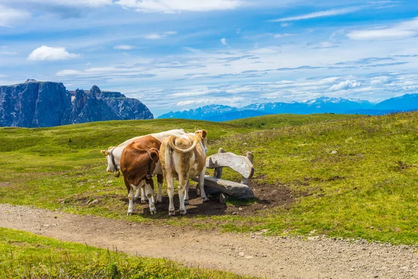 Италия Alpe Siusi Seiser Alm Sassolungo Langkofel Dolomite Корова Стоящая — стоковое фото