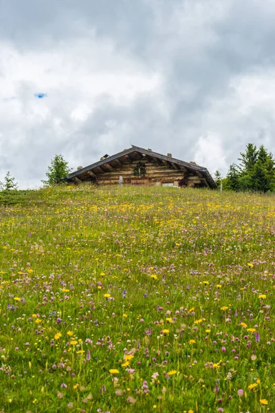 Италия Alpe Siusi Alm Озолио Лангко Дамите Желтый Цветок Поле — стоковое фото