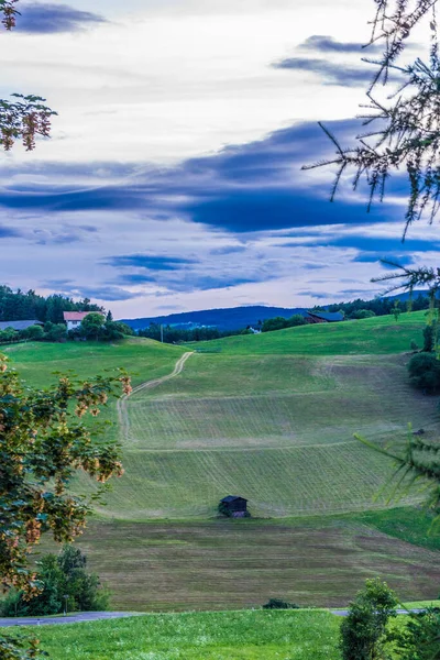 Italy Alpe Siusi Seiser Alm Sassolungo Langkofel Dolomite Tree Grassy — Stock Photo, Image