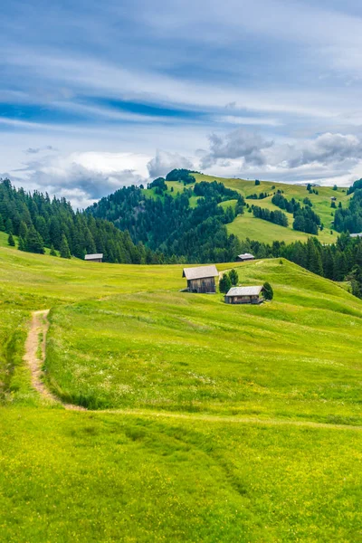 Seiser Alm Seiser Alm Mit Langkofel Dolomiten Nahaufnahme Einer Saftig — Stockfoto