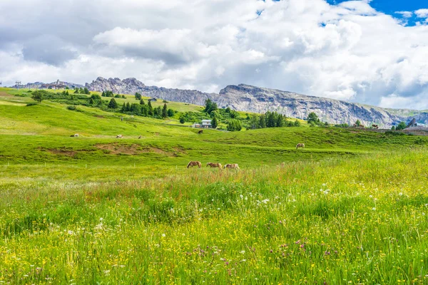 Italia Alpe Siusi Seiser Alm Con Sassolungo Langkofel Dolomite Gran — Foto de Stock