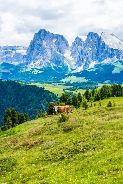 Italien Seiser Alm Seiser Alm Mit Langkofel Dolomiten Eine Rinderherde — Stockfoto