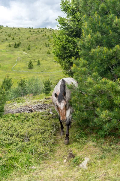 Italia Alpe Siusi Seiser Alm Con Sassolungo Langkofel Dolomite Caballo — Foto de Stock