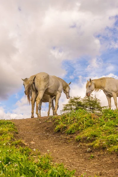 Alpe Siusi Альма Матер Осоло Лангко Дамите Белой Лошадью Стоящей — стоковое фото