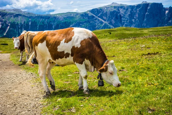 Италия Alpe Siusi Seiser Alm Sassolungo Langkofel Dolomite Brown White — стоковое фото