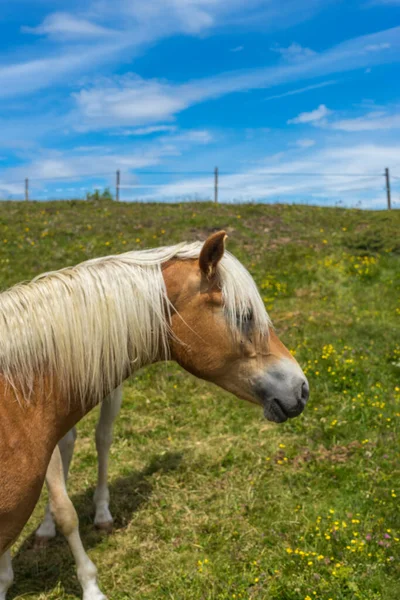 Italia Alpe Siusi Seiser Alm Con Sassolungo Langkofel Dolomite Caballo —  Fotos de Stock