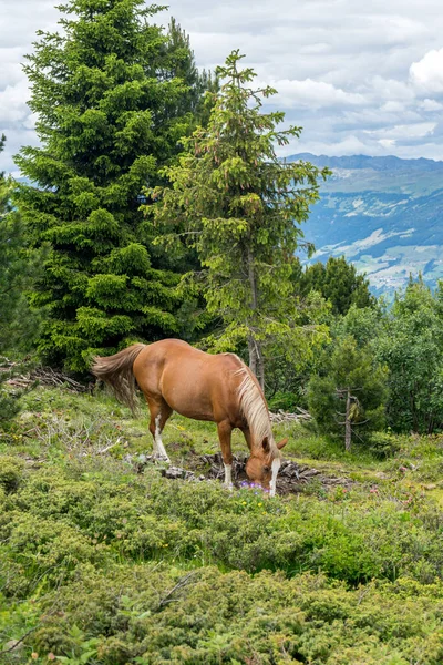 Włochy Alpe Siusi Seiser Alm Sassolungo Langkofel Dolomite Brązowym Koniem — Zdjęcie stockowe