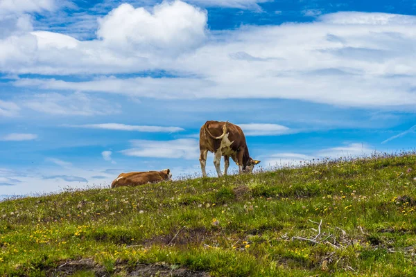 Ιταλία Alpe Siusi Seiser Alm Sassolungo Langkofel Dolomite Ένα Κοπάδι — Φωτογραφία Αρχείου