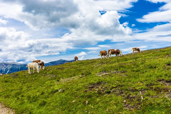 Italien Seiser Alm Seiser Alm Mit Langkofel Dolomiten Eine Rinderherde — Stockfoto