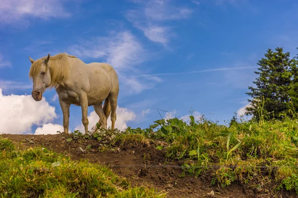 Alpe Siusi Seiser Alm Con Sassolungo Langkofel Dolomite Caballo Blanco —  Fotos de Stock